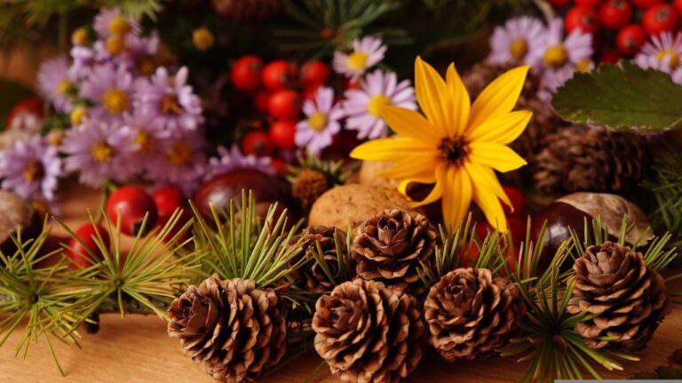 Celebrating the Diversity of Flower Cones Across Seasons